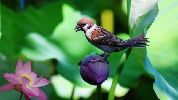 Sparrow Lily Flowers Bird wallpaper