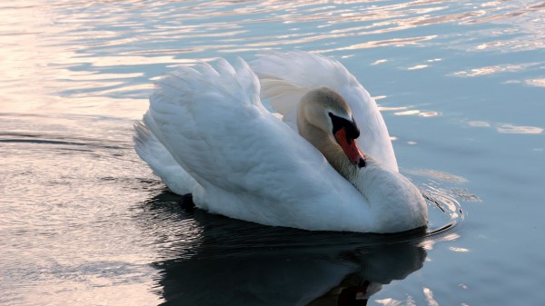 Swan Swim Bird Water Wallpaper