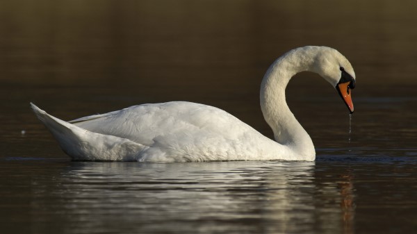 Swan Water Bird Wallpaper