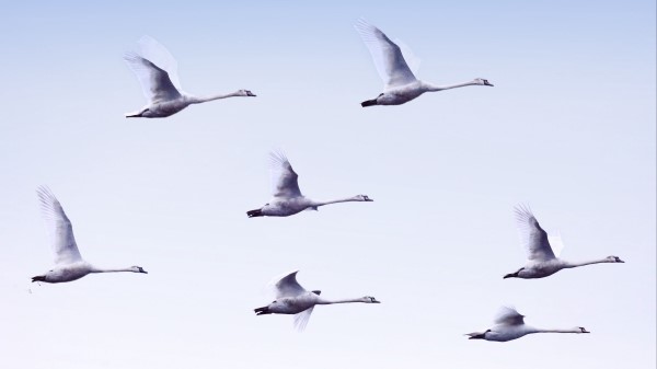 Swans Flight Birds Wallpaper