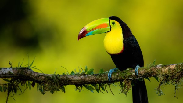 Toucan Beak Bird wallpaper
