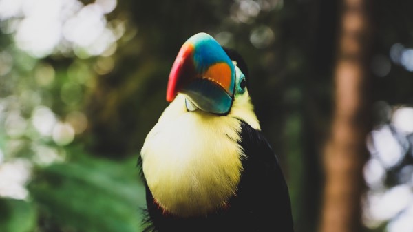 Toucan Bird Beak Blur Wallpaper