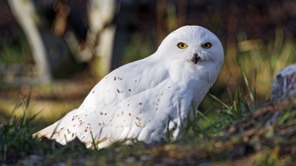 White Owl Owl Bird Wallpaper