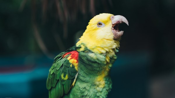 Yellowheaded Amazon Parrot Bird Wallpaper
