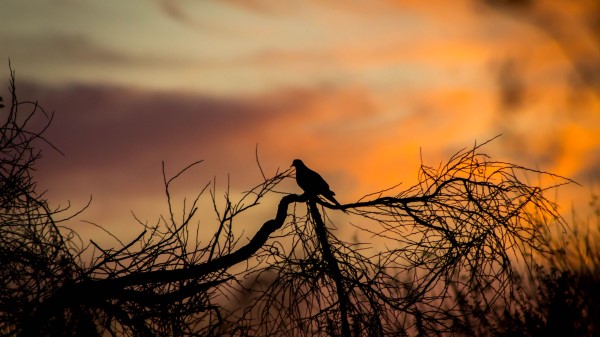 Bird Silhouette Branches wallpaper