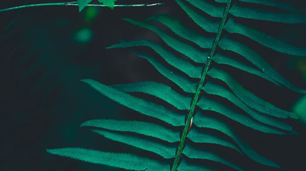 Branch Leaves Green Wallpaper