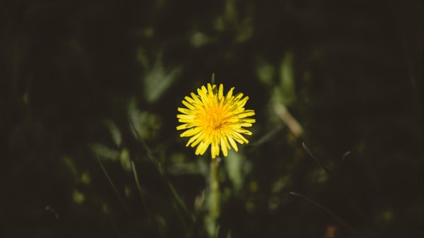 Dandelion Flower Bud Yellow wallpaper