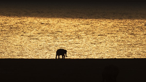 Elephant Silhouette Sunset Wallpaper