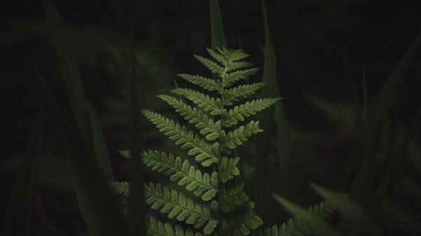 Fern Leaves Dark Wallpaper