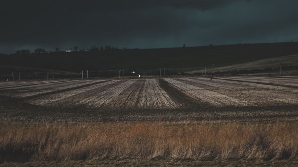 Field Grass Evening Wallpaper