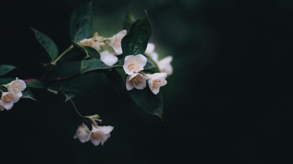 Flowers Bush Bloom Spring Wallpaper