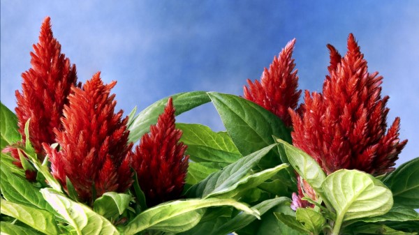 Amaranth Red Green Sky Close Up Wallpaper