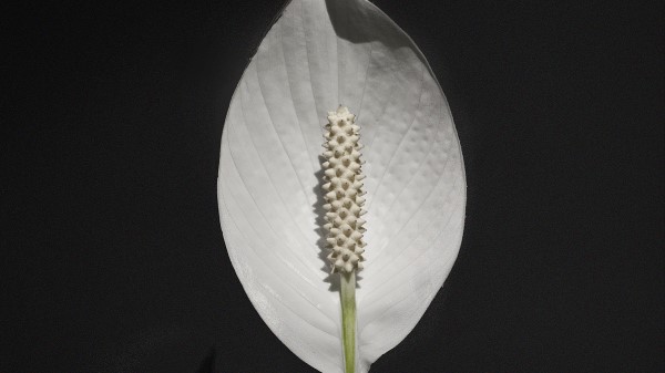 Anthurium Flower White Wallpaper