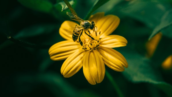 Bee Flower Pollination Wallpaper