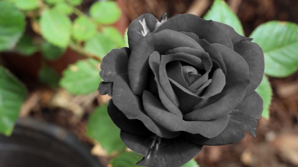 Black Rose Flower Bud wallpaper