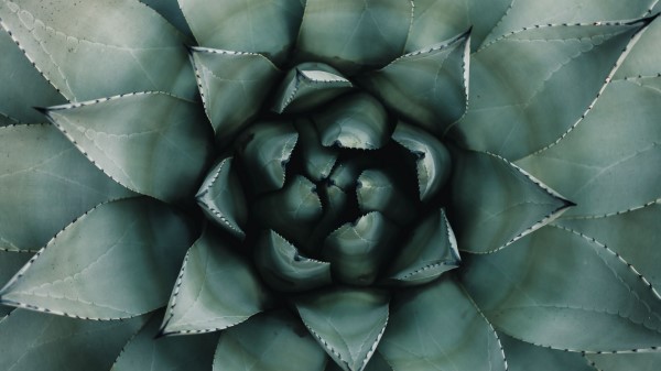 Blue Agave Agave Symmetry Wallpaper