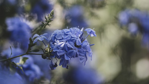 Blue Flowers Flowers Bloom Wallpaper