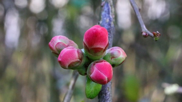Buds Spring Flowers Tree Wallpaper