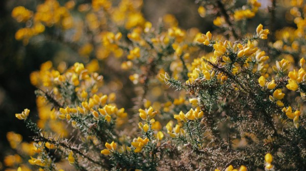 Bush Branch Plant wallpaper