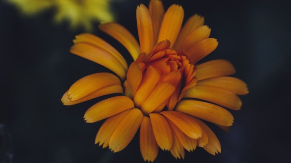 Calendula Flower Yellow wallpaper