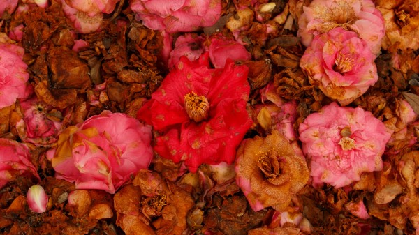 Camellia Dry Flowers Wallpaper