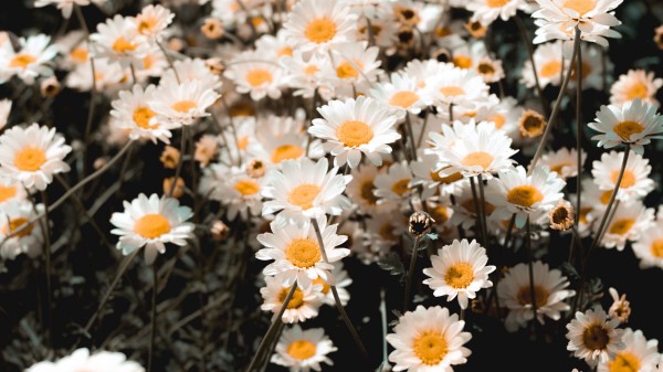 Chamomile Field Flowering Wallpaper