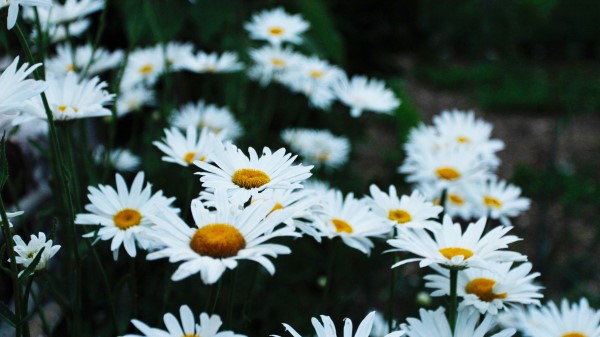 Chamomile Flower Bed Field Wallpaper