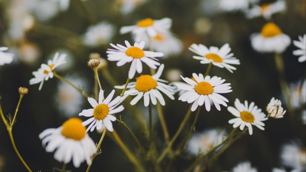 Chamomile Flowers White Wallpaper