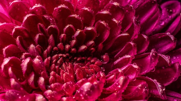 Chrysanthemum Petals Drops Wallpaper