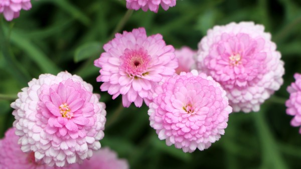Chrysanthemums Flower Pink wallpaper