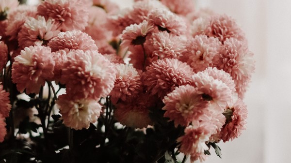 Chrysanthemums Flowers Bouquet wallpaper