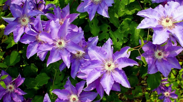 Clematis Flower Sunny Gree Wallpaper