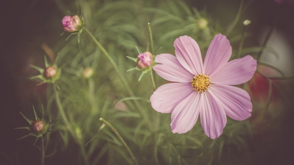 Cosmos Field Flower Petals Wallpaper