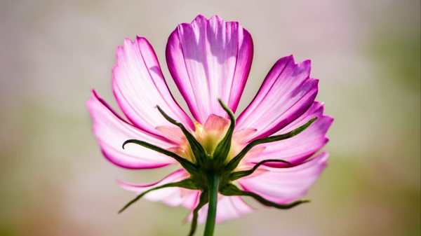 Cosmos Flower Pink Wallpaper