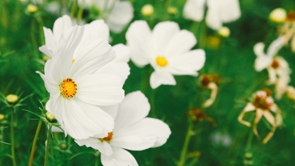 Cosmos Flower White Wallpaper