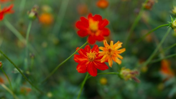 Cosmos Flowers Wild Flowers Wallpaper