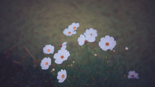 Cosmos Wildflowers Blur Wallpaper