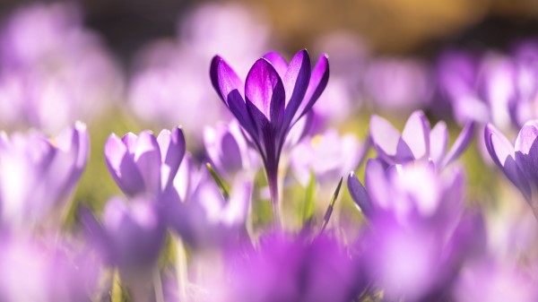 Crocuses Flowers Purple Wallpaper