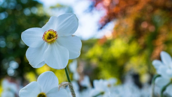 Daffodil Flower White Wallpaper