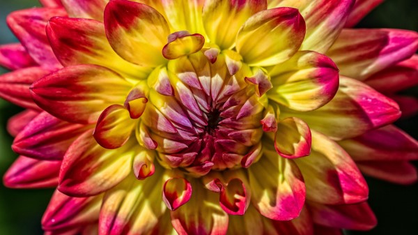 Dahlia Bud Petals Image wallpaper