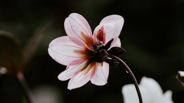 Dahlia Pink Stem Wallpaper