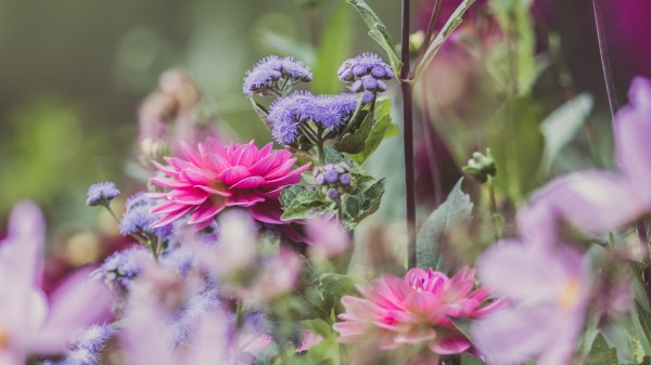 Dahlias Flowers Garden wallpaper
