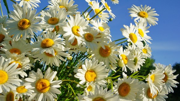 Daisies Flower Sky Sunny Summer 4k Wallpaper
