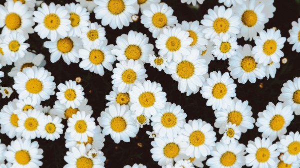 Daisies Flowers Buds Glade wallpaper