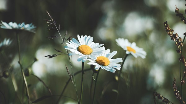 Daisies Flowers Wildflowers wallpaper