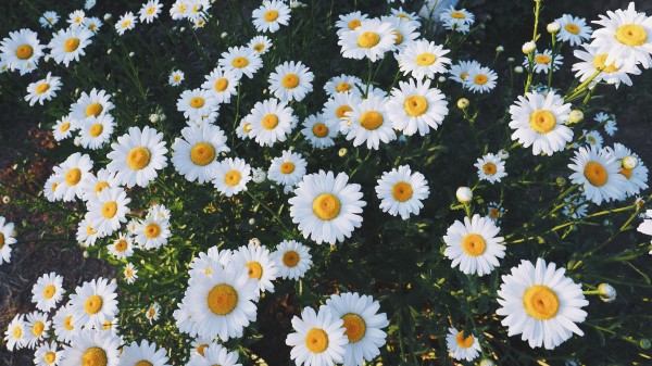 Daisies Glade Flowers Grass Wallpaper