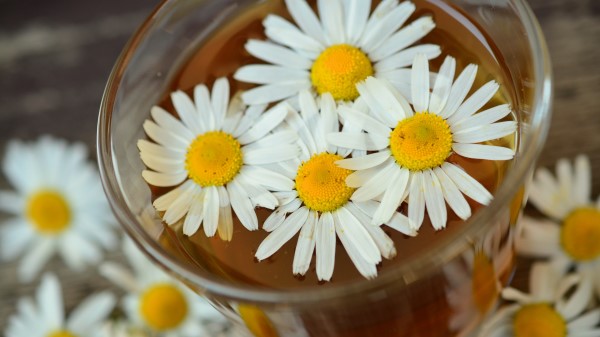 Daisy Drink Petals 4k Wallpaper