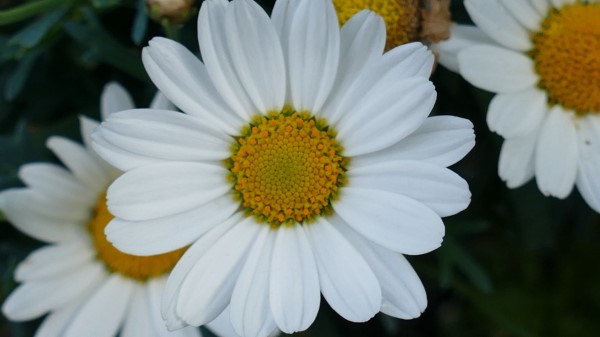 Daisy Flowers Petals Close Up Wallpaper