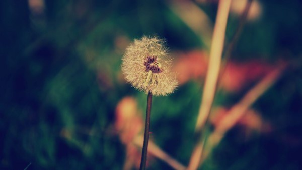 Dandelion Flower Blur Wallpaper