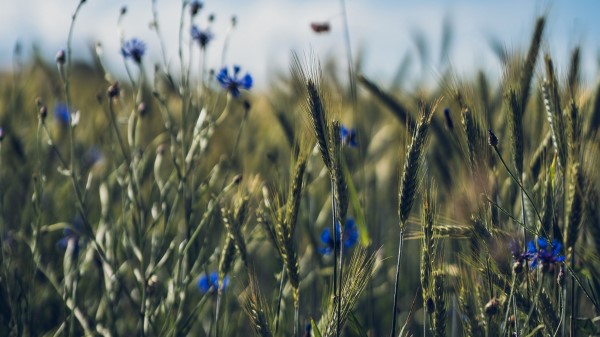 Ears Flowers Wildflowers Wallpaper